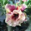 Adenium Obesum Cv.of Love Jaune Rose - Taille Caudex D'environ 300g 20/25cm -Grasses Fleurs Soldes Boutique 640391c31b3014.56686463