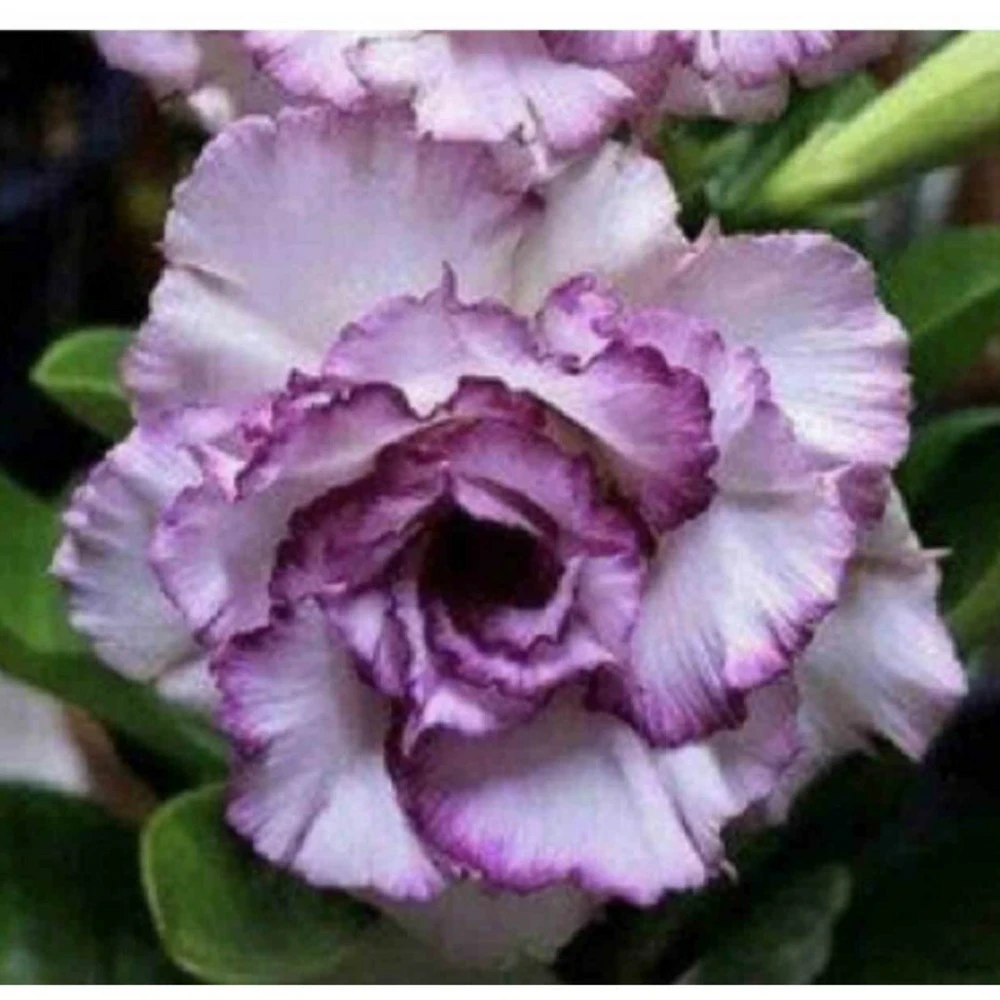 Adenium Obesum Cv.carnation Violet - Taille Caudex D'environ 150g 3 Adenium Obesum Cv.carnation Violet - Taille Caudex D'environ 150g