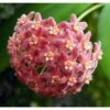 Hoya Camphorifolia (fleur De Porcelaine, Fleur De Cire) Rose - Taille Pot De 2 Litres - 20/40 Cm -Grasses Fleurs Soldes Boutique 640391c5e16935.93437494
