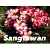 Plumeria Rubra "sangtawan" (frangipanier) Taille Pot De 2 Litres ? 20/30 Cm - Blanc/jaune/rose 1 Plumeria Rubra "sangtawan" (frangipanier) Taille Pot De 2 Litres ? 20/30 Cm - Blanc/jaune/rose -Grasses Fleurs Soldes Boutique 640391c9c0d4f4.91676765