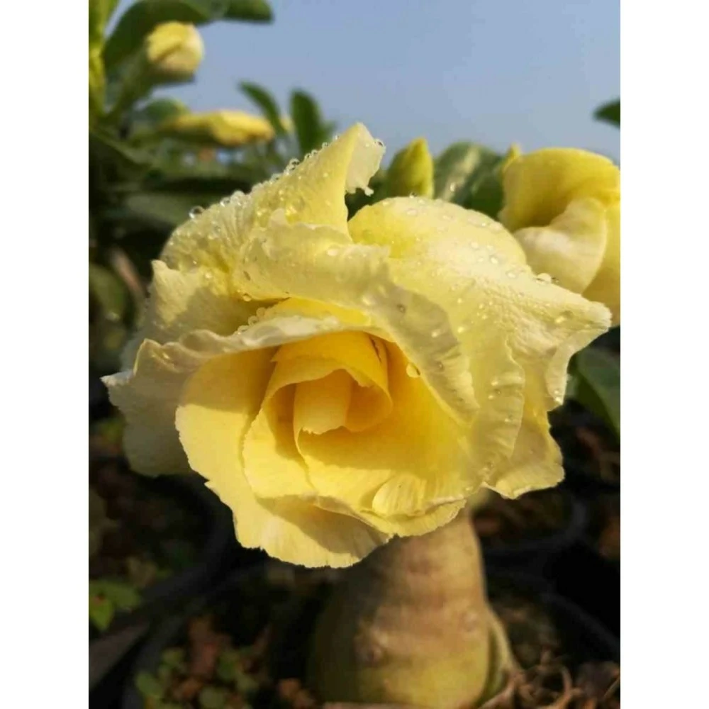 Adenium Obesum Cv.bananas Jaune - Taille Caudex D'environ 2000g 25/30cm Très Gros Caudex 3 Adenium Obesum Cv.bananas Jaune - Taille Caudex D'environ 2000g 25/30cm Très Gros Caudex