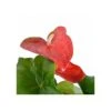 Anthurium Andreanum Rouge Dakota (anthure Flamant Rose, Langue De Feu) Taille Pot De 2 Litres - 50/70 Cm -Grasses Fleurs Soldes Boutique 640391ce61a262.27715622
