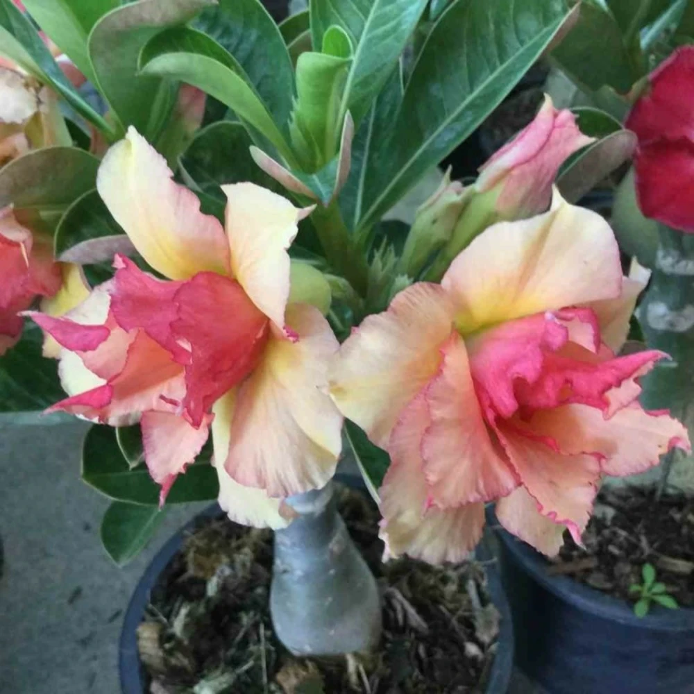 Adenium Obesum Cv.sherbet Jaune Et Rouge - Taille Caudex D'environ 2000g 25/30cm Très Gros Caudex 3 Adenium Obesum Cv.sherbet Jaune Et Rouge - Taille Caudex D'environ 2000g 25/30cm Très Gros Caudex