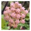 Hoya Cv. Joy (fleur De Porcelaine, Fleur De Cire) Rose - Taille Pot De 2 Litres - 20/40 Cm -Grasses Fleurs Soldes Boutique 640391d7472423.23402849