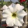 Adenium Obesum Cv. Unicorn Blanc - Taille Caudex D'environ 150g -Grasses Fleurs Soldes Boutique 640391d9d93d06.62264052