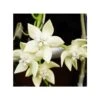 Hoya Imperialis White (fleur De Porcelaine, Fleur De Cire) Blanc - Taille Pot De 2 Litres - 20/40 Cm -Grasses Fleurs Soldes Boutique 640391dd540a70.14281453