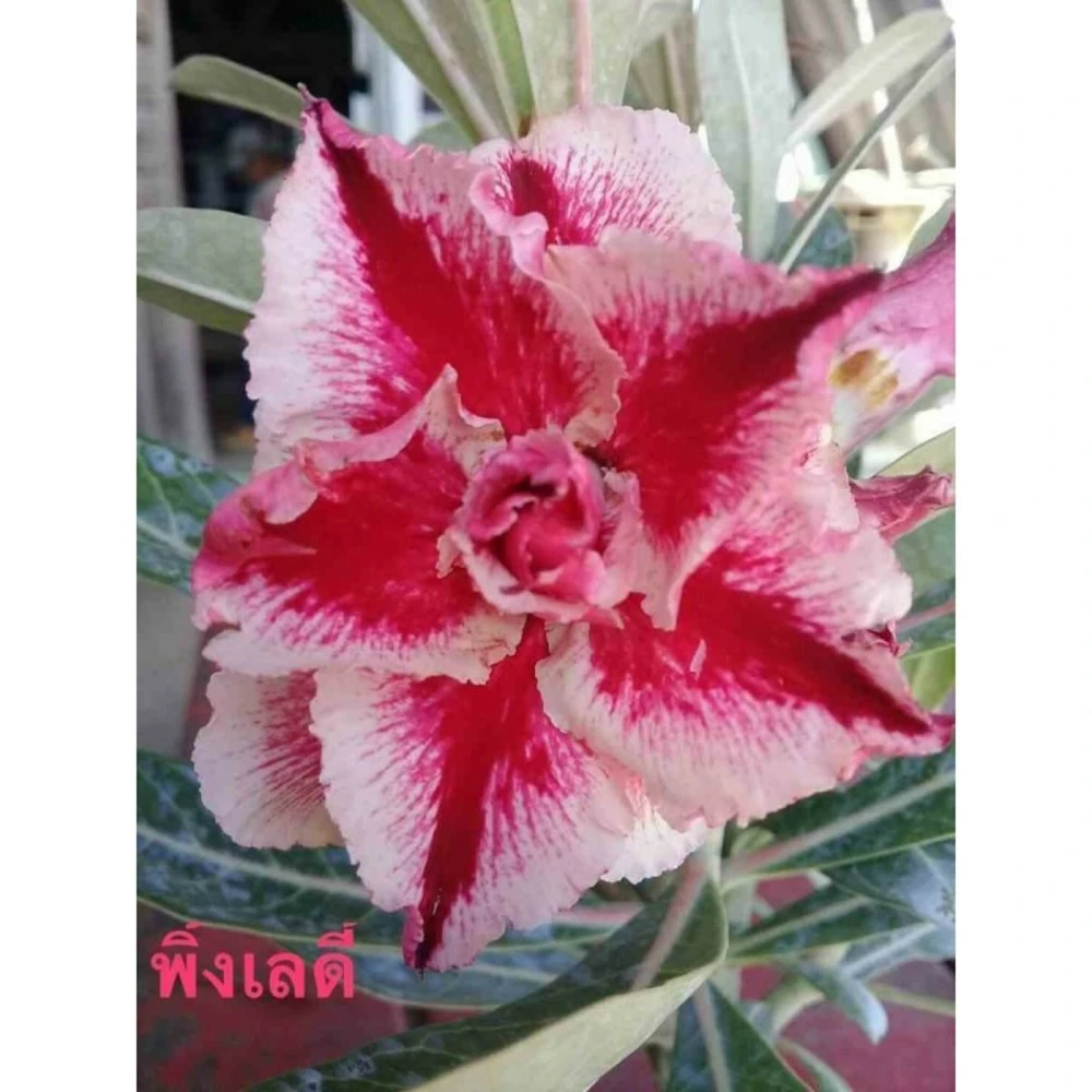 Adenium Obesum Cv.pink Lady Rouge - Taille Caudex D'environ 2000g 25/30cm Très Gros Caudex 3 Adenium Obesum Cv.pink Lady Rouge - Taille Caudex D'environ 2000g 25/30cm Très Gros Caudex