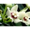 Hoya Australis (fleur De Porcelaine, Fleur De Cire) Taille Pot De 2 Litres - 20/40 Cm - Blanc Et Rose -Grasses Fleurs Soldes Boutique 640391e2021f70.52470767