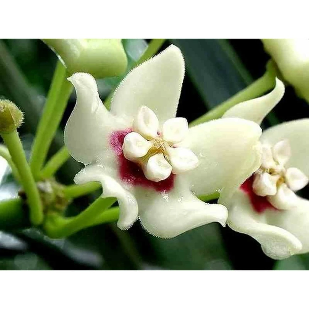 Hoya Australis (fleur De Porcelaine, Fleur De Cire) Taille Pot De 2 Litres - 20/40 Cm - Blanc Et Rose 3 Hoya Australis (fleur De Porcelaine, Fleur De Cire) Taille Pot De 2 Litres - 20/40 Cm - Blanc Et Rose
