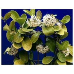 Hoya Australis (fleur De Porcelaine, Fleur De Cire) Taille Pot De 2 Litres - 20/40 Cm - Blanc Et Rose 7 Hoya Australis (fleur De Porcelaine, Fleur De Cire) Taille Pot De 2 Litres - 20/40 Cm - Blanc Et Rose -Grasses Fleurs Soldes Boutique 640391e20bd725.31336621
