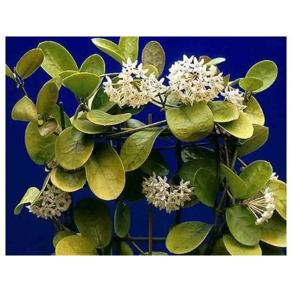 Hoya Australis (fleur De Porcelaine, Fleur De Cire) Taille Pot De 2 Litres - 20/40 Cm - Blanc Et Rose 5 Hoya Australis (fleur De Porcelaine, Fleur De Cire) Taille Pot De 2 Litres - 20/40 Cm - Blanc Et Rose – Image 3