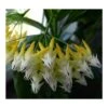 Hoya Multiflora (fleur De Porcelaine, Fleur De Cire) Taille Pot De 2 Litres - 20/40 Cm - Blanc/jaune/rose -Grasses Fleurs Soldes Boutique 640391e34ceb33.10069575