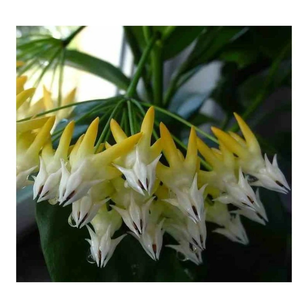 Hoya Multiflora (fleur De Porcelaine, Fleur De Cire) Taille Pot De 2 Litres - 20/40 Cm - Blanc/jaune/rose 3 Hoya Multiflora (fleur De Porcelaine, Fleur De Cire) Taille Pot De 2 Litres - 20/40 Cm - Blanc/jaune/rose