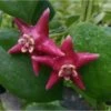 Hoya Coronaria (énorme Fleur Rose) (fleur De Porcelaine, Fleur De Cire) - Taille Pot De 2 Litres - 20/40 Cm -Grasses Fleurs Soldes Boutique 640391e87de4d6.74387378