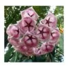 Hoya Archboldiana Rose (fleur De Porcelaine, Fleur De Cire) Rose - Taille Pot De 2 Litres - 20/40 Cm -Grasses Fleurs Soldes Boutique 640391ef1f57a2.15365888
