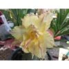 Adenium Obesum Cv.daowthong Jaune Rose - Taille Caudex D'environ 150g -Grasses Fleurs Soldes Boutique 640391f2b068a9.08998437