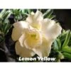 Adenium Obesum Cv.lemon Yellow Blanc - Taille Caudex D'environ 2000g 25/30cm Très Gros Caudex -Grasses Fleurs Soldes Boutique 640391f79e4640.10944955