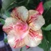 Adenium Obesum Cv.ruong Thong Jaune Rose - Taille Caudex D'environ 150g -Grasses Fleurs Soldes Boutique 640391f8c9a4f9.97691574