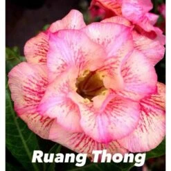 Adenium Obesum Cv.ruong Thong Jaune Rose - Taille Caudex D'environ 150g -Grasses Fleurs Soldes Boutique 640391f8cd46d7.32208639