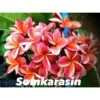 Plumeria Rubra "somkarasin" (frangipanier) Orange - Taille Pot De 2 Litres ? 20/30 Cm -Grasses Fleurs Soldes Boutique 640391fa26b6b8.97824223