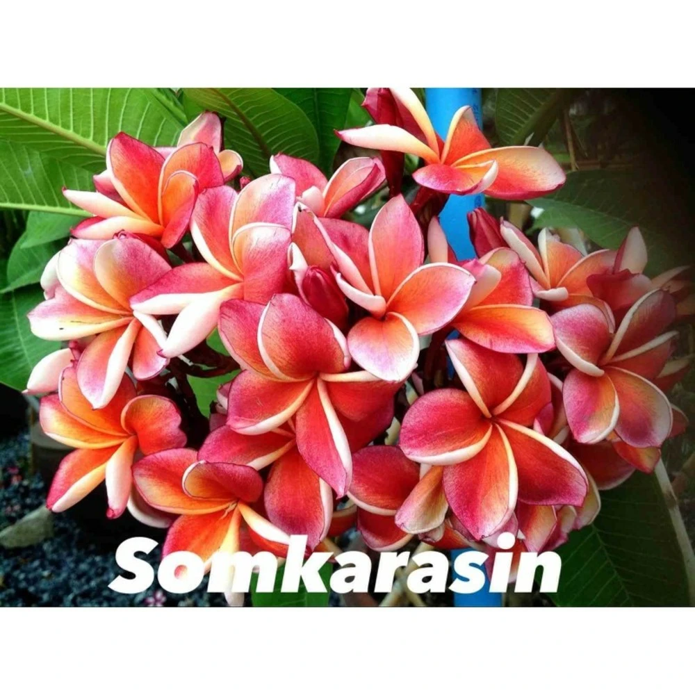 Plumeria Rubra "somkarasin" (frangipanier) Orange - Taille Pot De 2 Litres ? 20/30 Cm 3 Plumeria Rubra "somkarasin" (frangipanier) Orange - Taille Pot De 2 Litres ? 20/30 Cm