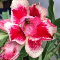 Adenium Obesum Cv.chock Amnuay Jaune Rose - Taille Caudex D'environ 300g 20/25cm 5 Adenium Obesum Cv.chock Amnuay Jaune Rose - Taille Caudex D'environ 300g 20/25cm -Grasses Fleurs Soldes Boutique 640391fb5d5c48.78004902