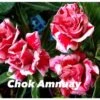 Adenium Obesum Cv.chock Amnuay Jaune Rose - Taille Caudex D'environ 300g 20/25cm 2 Adenium Obesum Cv.chock Amnuay Jaune Rose - Taille Caudex D'environ 300g 20/25cm -Grasses Fleurs Soldes Boutique 640391fb638794.52556947