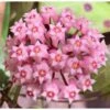 Hoya Parasitica (fleur De Porcelaine, Fleur De Cire) Rose - Taille Pot De 2 Litres - 20/40 Cm -Grasses Fleurs Soldes Boutique 640391fc94fe25.80776094