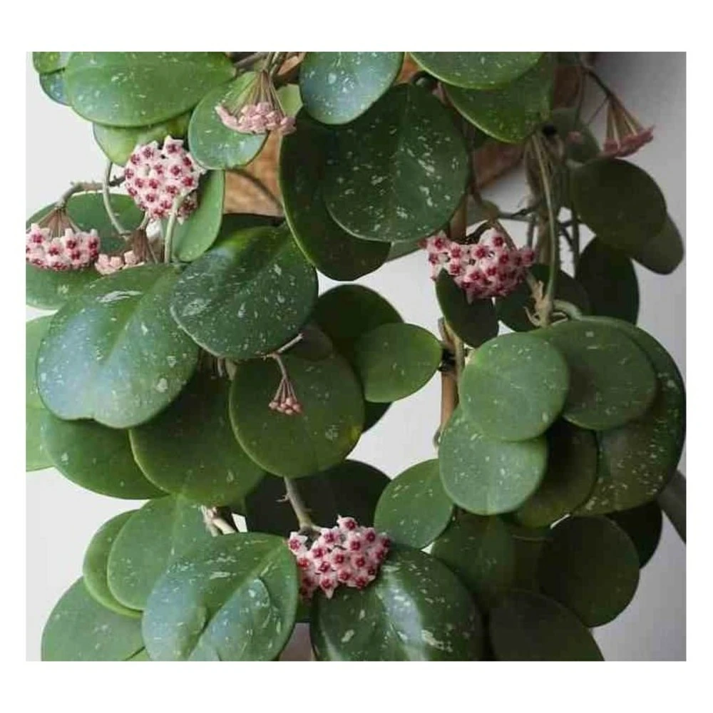 Hoya Obovata (fleur De Porcelaine, Fleur De Cire) Taille Pot De 2 Litres - 20/40 Cm - Blanc Et Rose 3 Hoya Obovata (fleur De Porcelaine, Fleur De Cire) Taille Pot De 2 Litres - 20/40 Cm - Blanc Et Rose