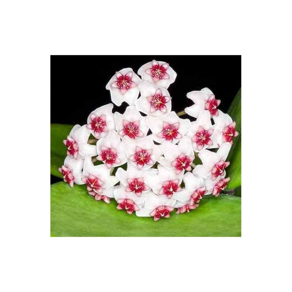Hoya Obovata (fleur De Porcelaine, Fleur De Cire) Taille Pot De 2 Litres - 20/40 Cm - Blanc Et Rose 4 Hoya Obovata (fleur De Porcelaine, Fleur De Cire) Taille Pot De 2 Litres - 20/40 Cm - Blanc Et Rose – Image 2