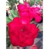 Adenium Obesum Cv. Veitnum Red Rouge - Taille Caudex D'environ 2000g 25/30cm Très Gros Caudex -Grasses Fleurs Soldes Boutique 640392077aaf93.91942839