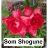 Adenium Obesum Cv.som Shogune Rouge - Taille Caudex D'environ 2000g 25/30cm Très Gros Caudex -Grasses Fleurs Soldes Boutique 64039208e06ed0.21971136