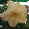 Adenium Obesum Cv.golden Dragon Jaune - Taille Caudex D'environ 300g 20/25cm -Grasses Fleurs Soldes Boutique 6403920a5dabc0.45719672