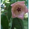 Hoya Patella Pink (fleur De Porcelaine, Fleur De Cire) Rose - Taille Pot De 2 Litres - 20/40 Cm -Grasses Fleurs Soldes Boutique 6403920d63e2e1.94104974