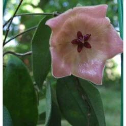 Hoya Patella Pink (fleur De Porcelaine, Fleur De Cire) Rose - Taille Pot De 2 Litres - 20/40 Cm