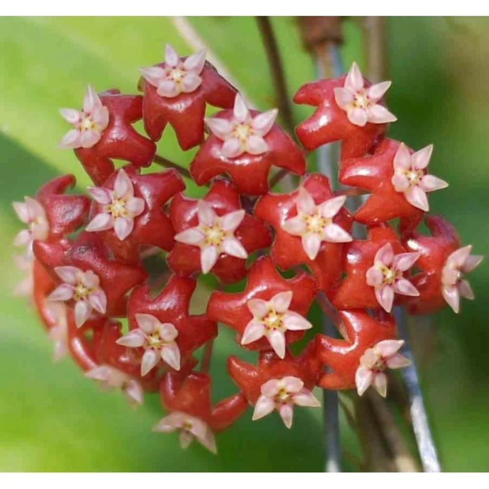 Hoya Affinis (fleur De Porcelaine, Fleur De Cire) Rouge - Taille Pot De 2 Litres - 20/40 Cm 3 Hoya Affinis (fleur De Porcelaine, Fleur De Cire) Rouge - Taille Pot De 2 Litres - 20/40 Cm