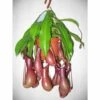 Nephentes Alata (plante Carnivore) Taille Pot De 2 Litres ? 30/40 Cm -Grasses Fleurs Soldes Boutique 6403921460c815.58670353