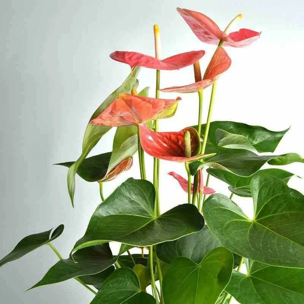 Anthurium Andreanum Rose Colorado (anthure Flamant Rose, Langue De Feu) Taille Pot De 2 Litres - 50/70 Cm 3 Anthurium Andreanum Rose Colorado (anthure Flamant Rose, Langue De Feu) Taille Pot De 2 Litres - 50/70 Cm