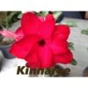 Adenium Obesum Cv.kinnaree Rouge - Taille Caudex D'environ 2000g 25/30cm Très Gros Caudex 2 Adenium Obesum Cv.kinnaree Rouge - Taille Caudex D'environ 2000g 25/30cm Très Gros Caudex -Grasses Fleurs Soldes Boutique 64039219db31e5.17216600