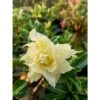Adenium Obesum Cv.pie Apple Jaune - Taille Caudex D'environ 150g 2 Adenium Obesum Cv.pie Apple Jaune - Taille Caudex D'environ 150g -Grasses Fleurs Soldes Boutique 640392277ecf40.33563723