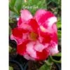 Adenium Obesum Cv.good Morning Rouge - Taille Caudex D'environ 2000g 25/30cm Très Gros Caudex -Grasses Fleurs Soldes Boutique 640392292545a5.40898840
