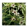 Hoya Retusa (fleur De Porcelaine, Fleur De Cire) Taille Pot De 2 Litres - 20/40 Cm - Blanc Et Rose -Grasses Fleurs Soldes Boutique 6403922a81b240.90268606