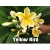 Plumeria Rubra "yellow Bird" (frangipanier) Jaune - Taille Pot De 2 Litres ? 20/30 Cm -Grasses Fleurs Soldes Boutique 6403922eb20438.45388353