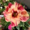 Adenium Obesum Cv.maree R Orange - Taille Caudex D'environ 150g -Grasses Fleurs Soldes Boutique 6403923478f027.60691958