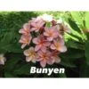 Plumeria Rubra "bunyen" (frangipanier) Rose - Taille Pot De 2 Litres ? 20/30 Cm -Grasses Fleurs Soldes Boutique 6403923703e145.33275294