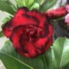 Adenium Obesum Cv.dragon Blood Rouge - Taille Caudex D'environ 300g 20/25cm -Grasses Fleurs Soldes Boutique 640392385730b3.14453748