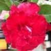 Adenium Obesum Cv.triple Red Rouge - Taille Caudex D'environ 150g -Grasses Fleurs Soldes Boutique 6403923b3f75b3.39917595