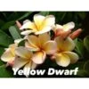 Plumeria Rubra "dwarf Yellow" (frangipanier) Taille Pot De 2 Litres ? 20/30 Cm - Jaune Et Blanc -Grasses Fleurs Soldes Boutique 6403923cbac707.68680865