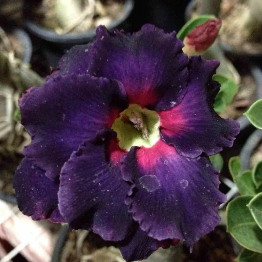 Adenium Obesum Cv.black Boader Noir - Taille Caudex D'environ 2000g 25/30cm Très Gros Caudex 3 Adenium Obesum Cv.black Boader Noir - Taille Caudex D'environ 2000g 25/30cm Très Gros Caudex