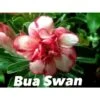 Adenium Obesum Cv.bua Swan Jaune Et Rouge - Taille Caudex D'environ 150g -Grasses Fleurs Soldes Boutique 640392428914d1.49345612